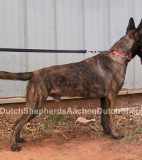 Leashed Dutch Shepherd