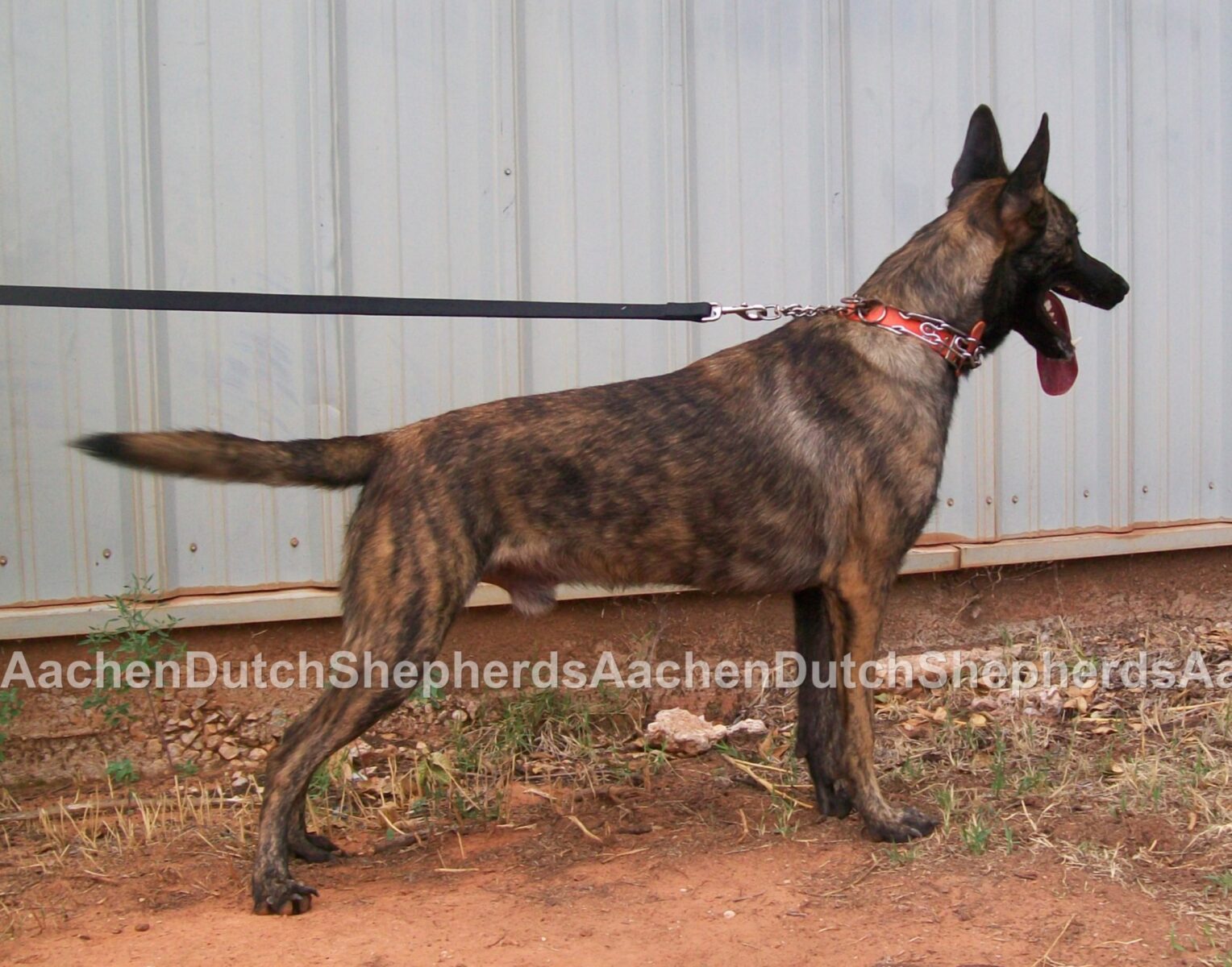 Leashed Dutch Shepherd