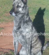 Multicolored Dutch Shepherd