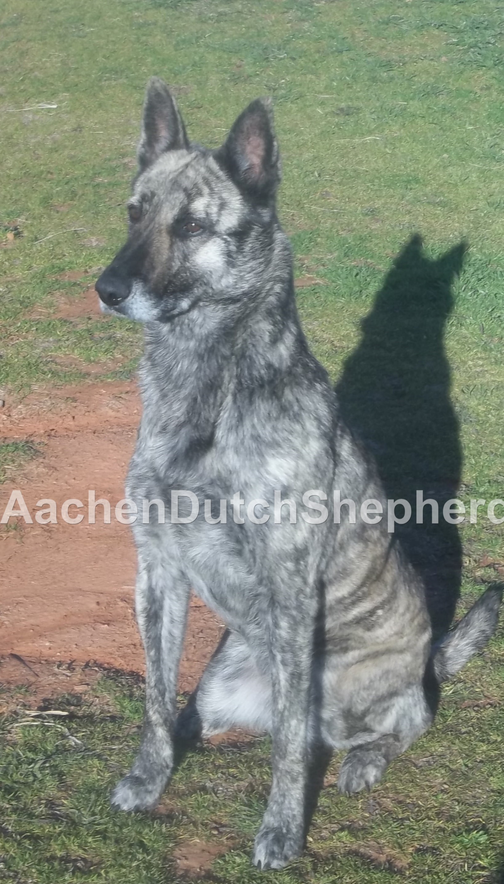 Multicolored Dutch Shepherd