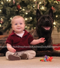 Baby sitting next to Dutch Shepherd