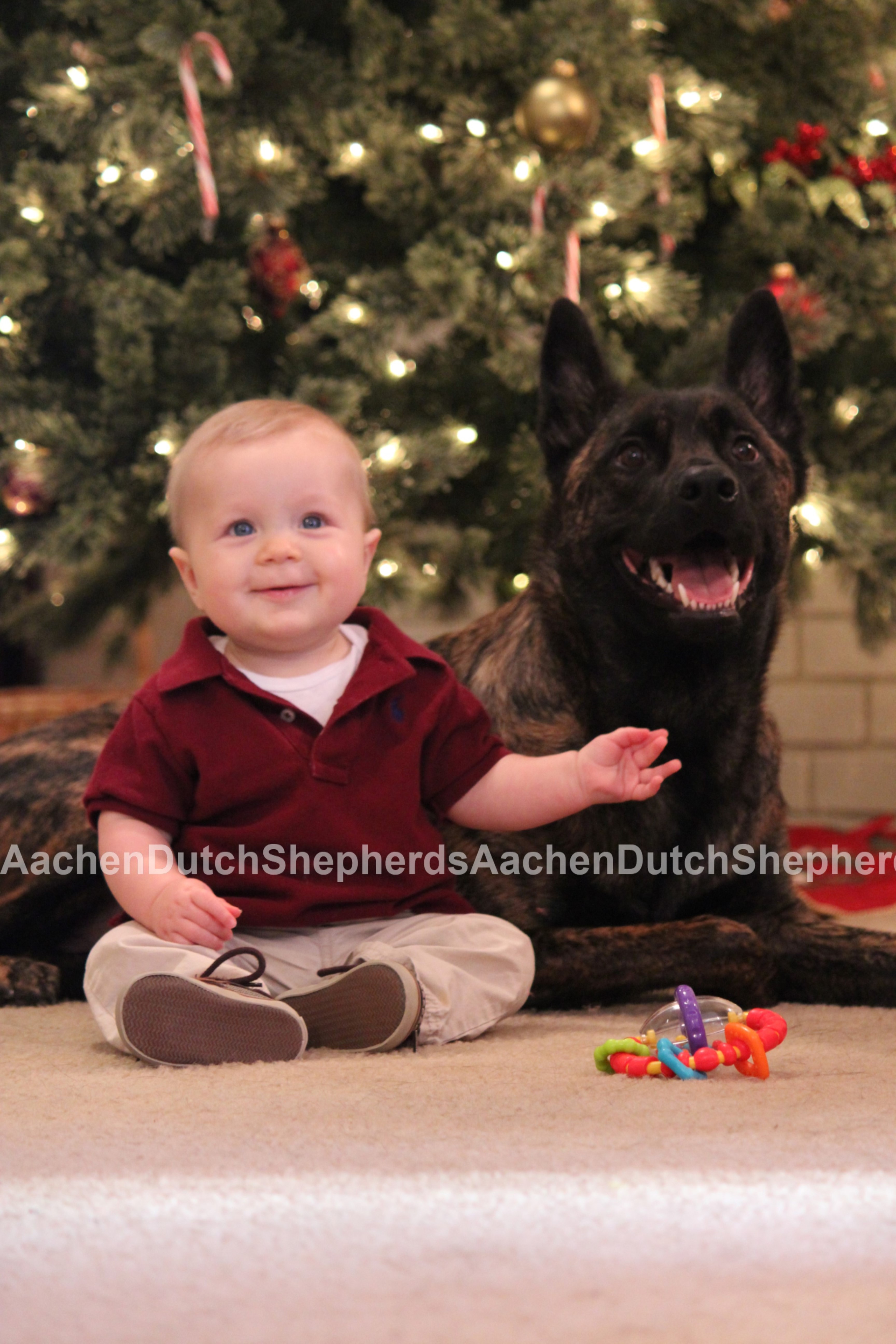 Baby sitting next to Dutch Shepherd