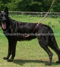 Black brindle Dutch Shepherd