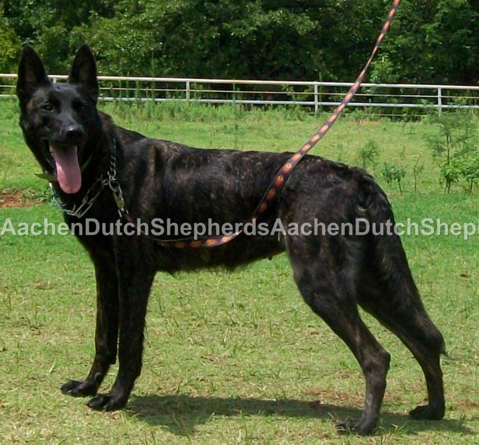 Black brindle Dutch Shepherd
