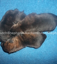 Black brindle Dutch Shepherd puppies