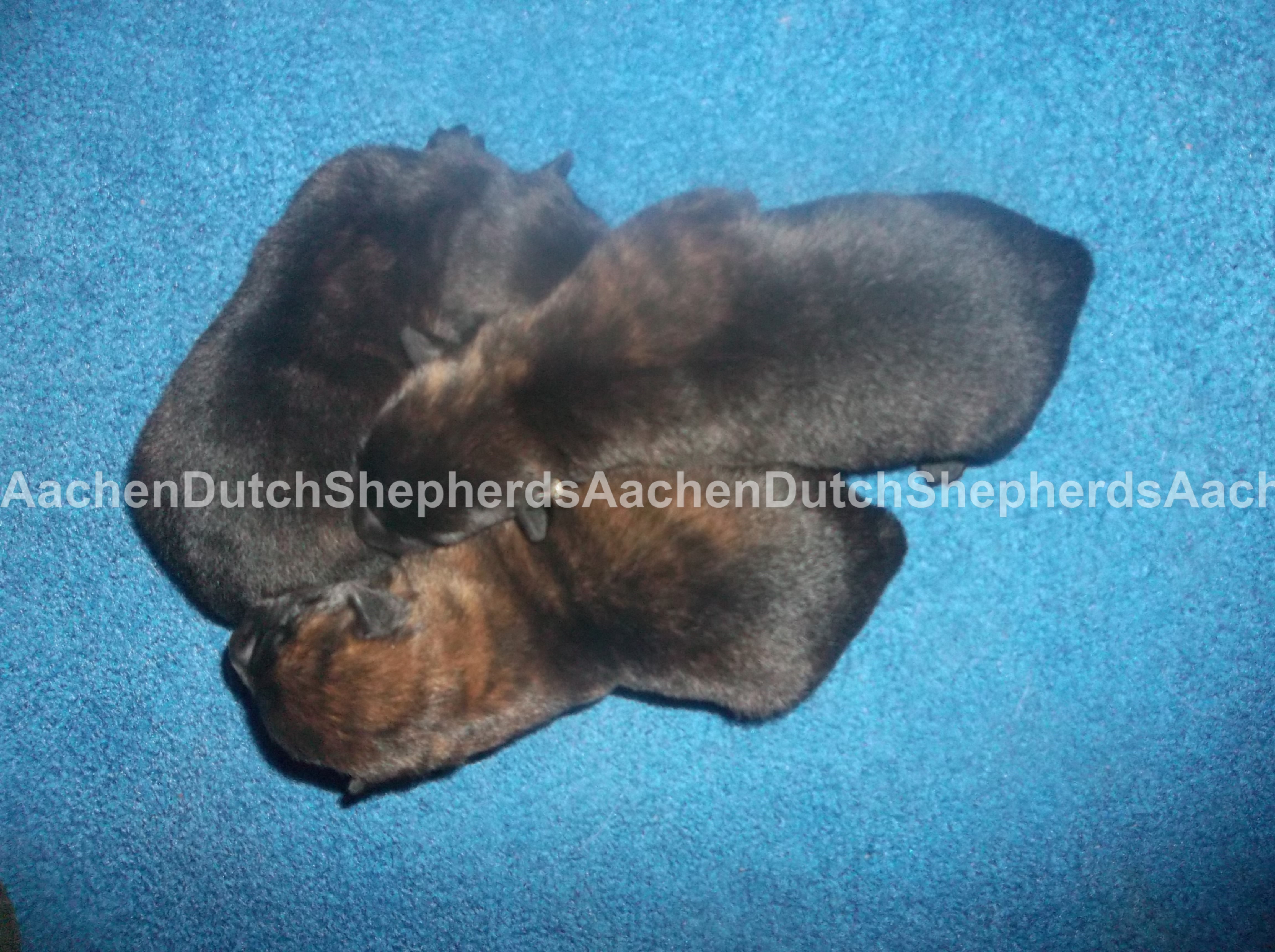 Black brindle Dutch Shepherd puppies