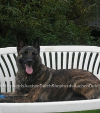 Dutch Shepherd sitting on yard chair