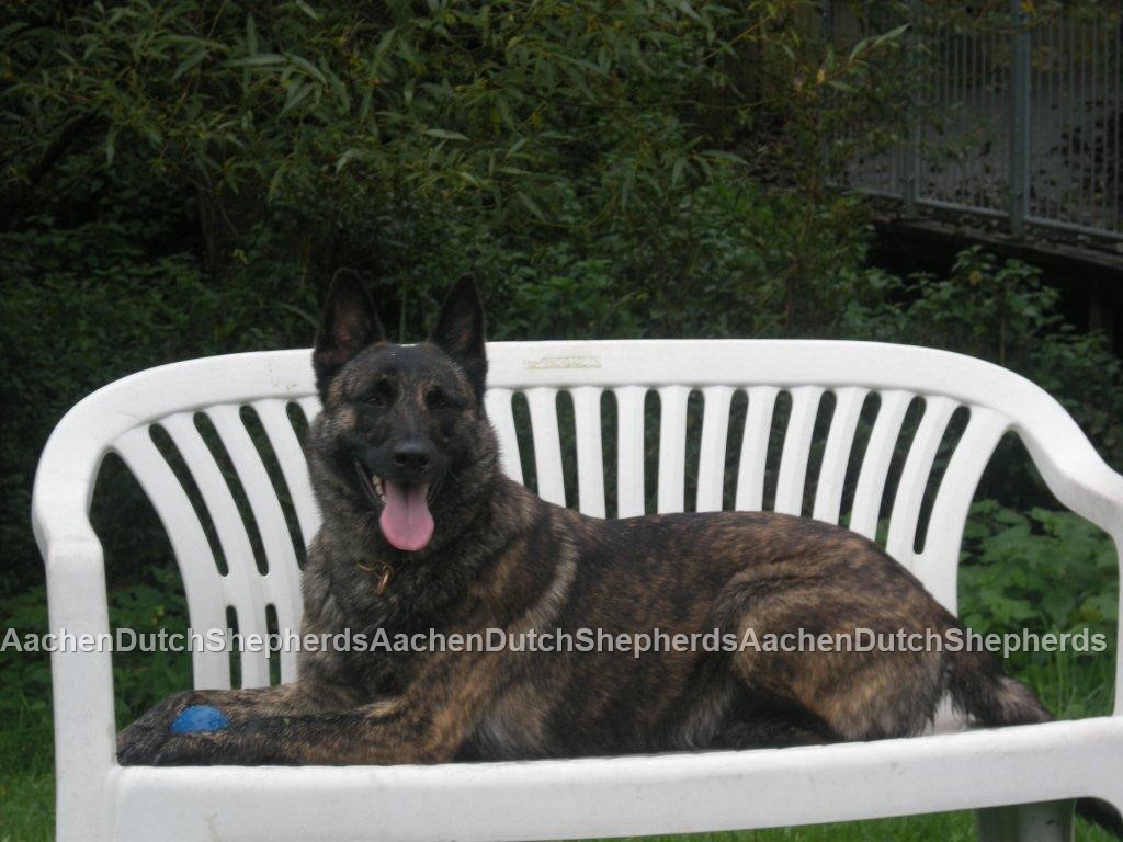Dutch Shepherd sitting on yard chair