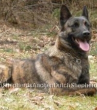 Dutch Shepherd laying in the lawn