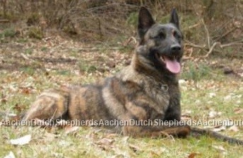 Dutch Shepherd laying in the lawn
