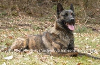 Dutch Shepherd laying in the lawn