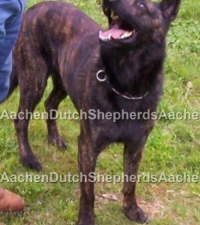 Dutch Shepherd Bandit standing and looking up