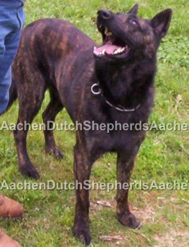 Dutch Shepherd Bandit standing and looking up