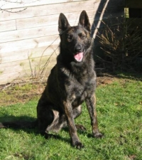 Dutch Shepherd Bandit sitting in the yard