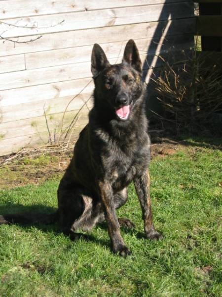 Dutch Shepherd Bandit sitting in the yard