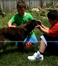 Boys with Dutch Shepherd pup