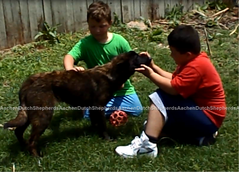 Boys with Dutch Shepherd pup