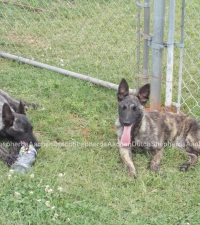 Dutch Shepherds laying alongside a fence
