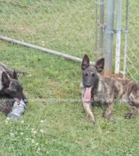 Dutch Shepherds laying alongside a fence