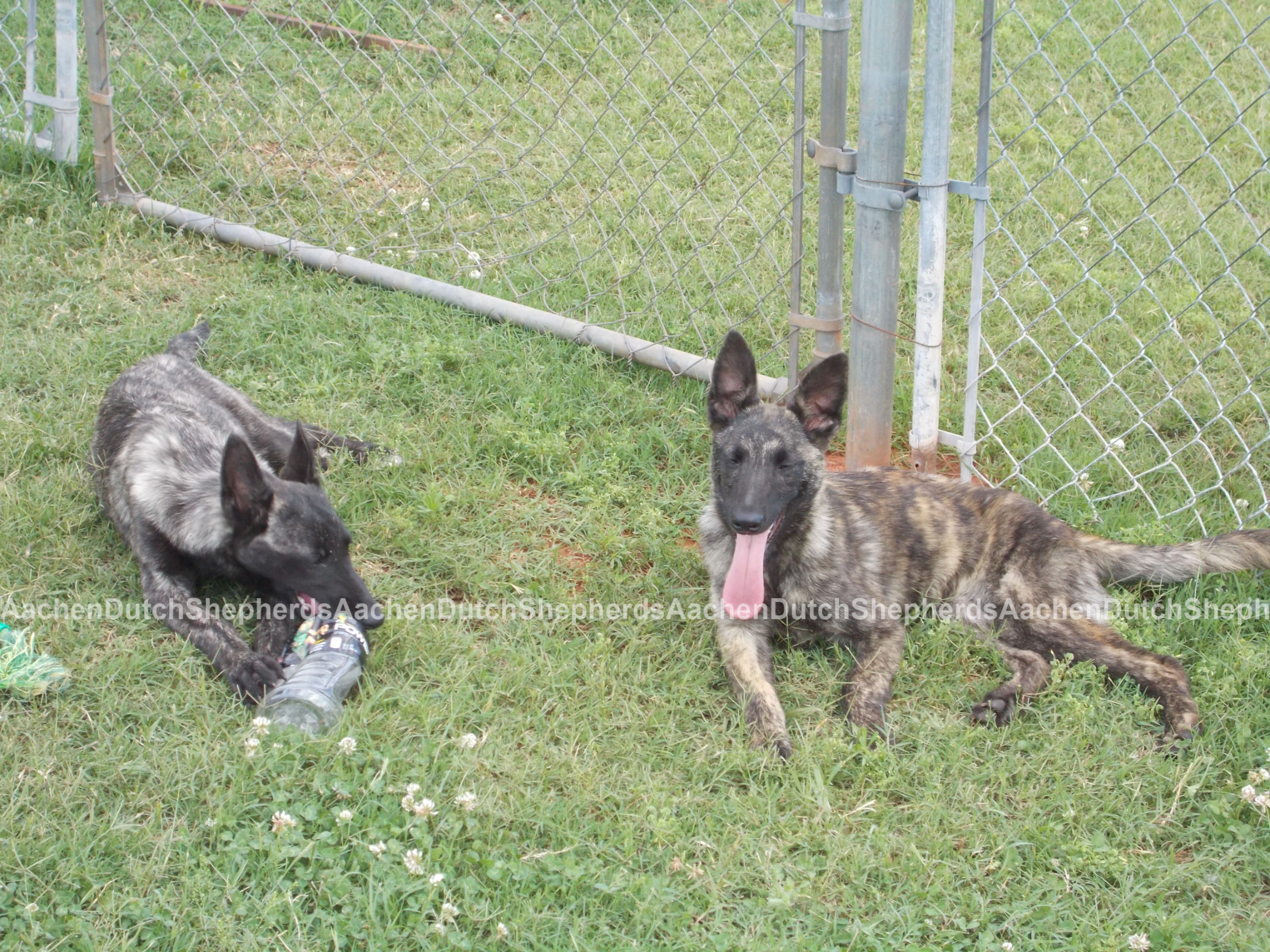 Dutch Shepherds laying alongside a fence