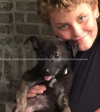 Boy posing with Dutch Shepherd pup