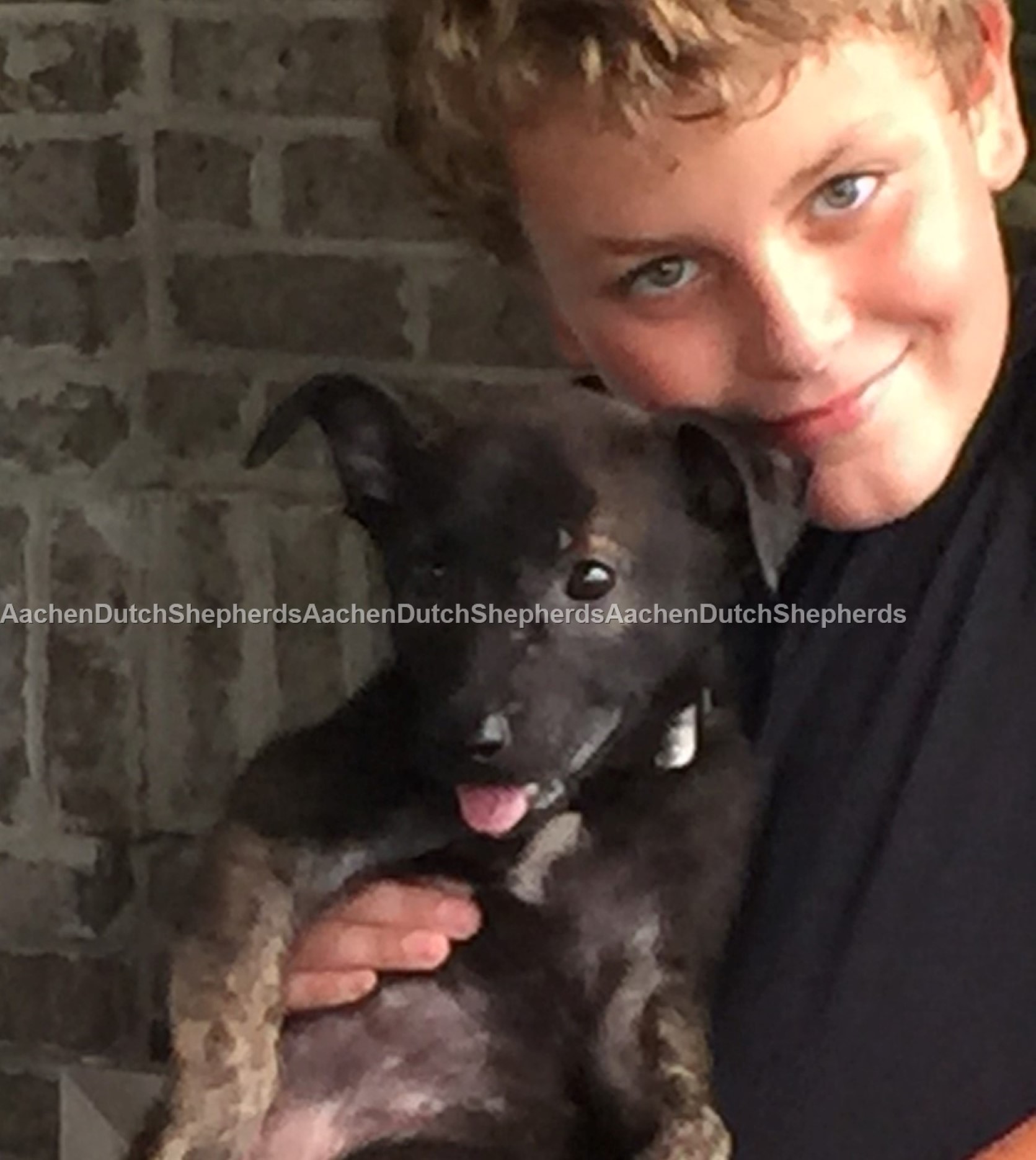 Boy posing with Dutch Shepherd pup