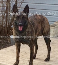 Dutch Shepherd standing on a deck