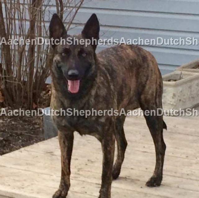 Dutch Shepherd standing on a deck