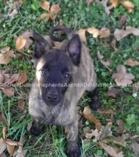 Dutch Shepherd puppy standing in the leaves