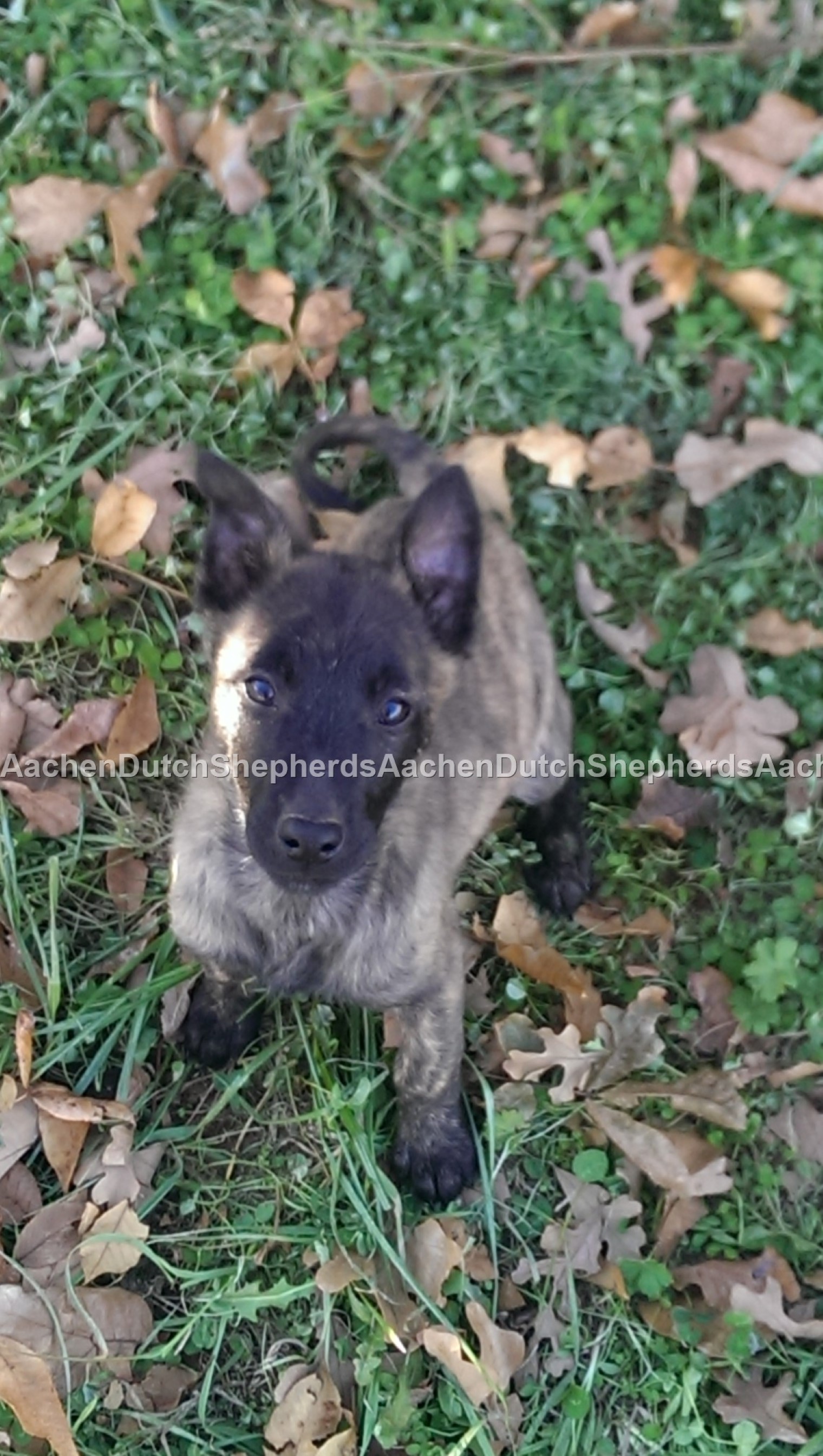 Dutch Shepherd pup looking up