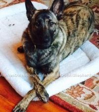 Dutch Shepherd laying on dog bed