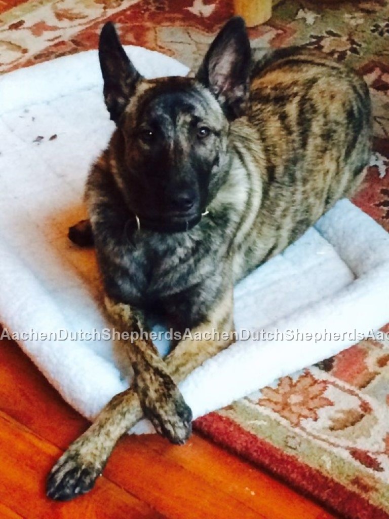 Dutch Shepherd laying on dog bed