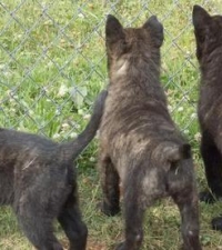 Dutch Shepherd puppies standing by fence