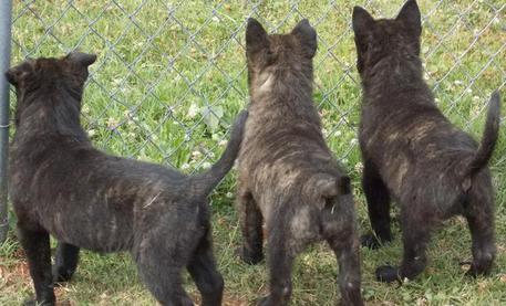 Dutch Shepherd puppies standing by fence