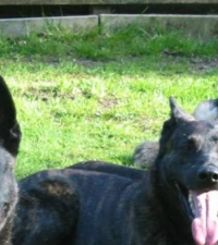 Group of Dutch Shepherds