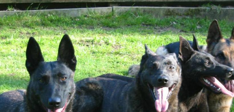 Group of Dutch Shepherds