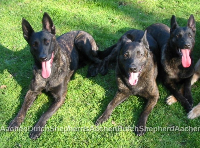 Row of smiling Dutch Shepherds