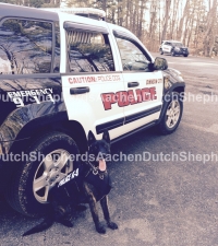 Police K-9 standing next to police car