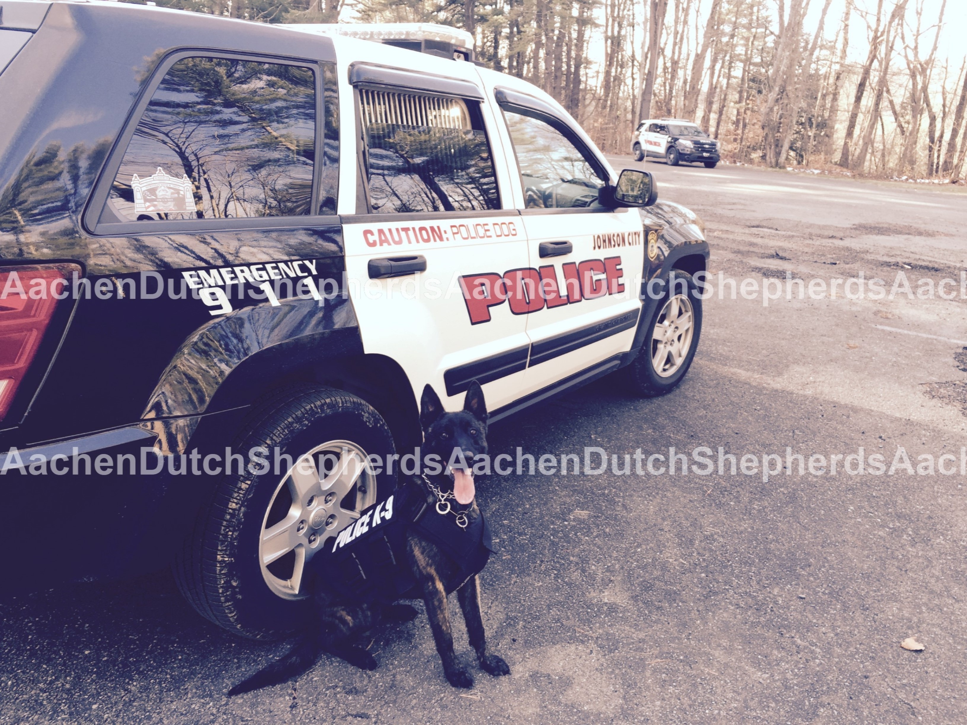 Dutch Shepherd K9 unit